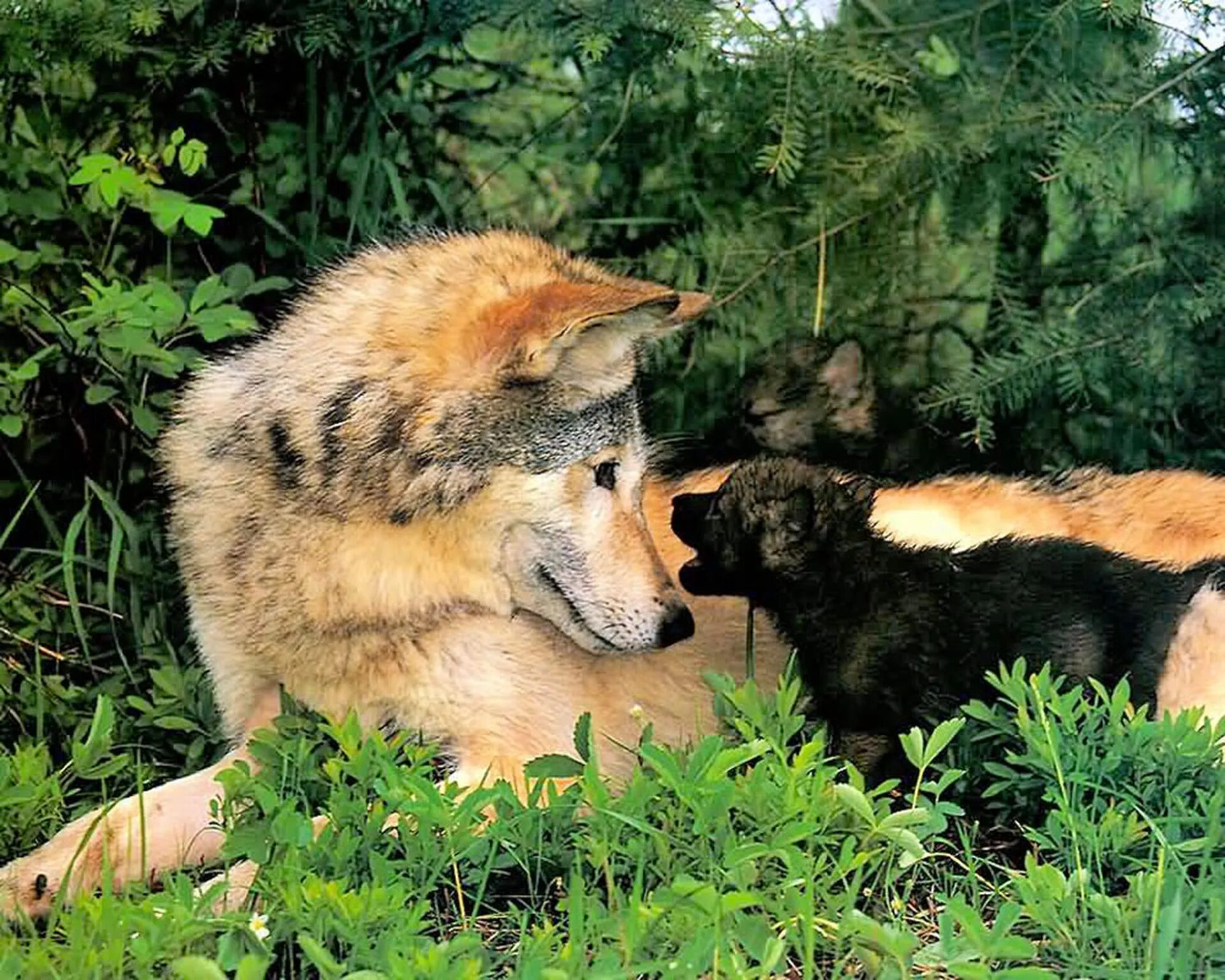 Волчица не позабывшая ребячьих своих забав. Дикие животные волк и Волчонок. Волк с волчатами. Волк и волчица. Волчица с волчатами.