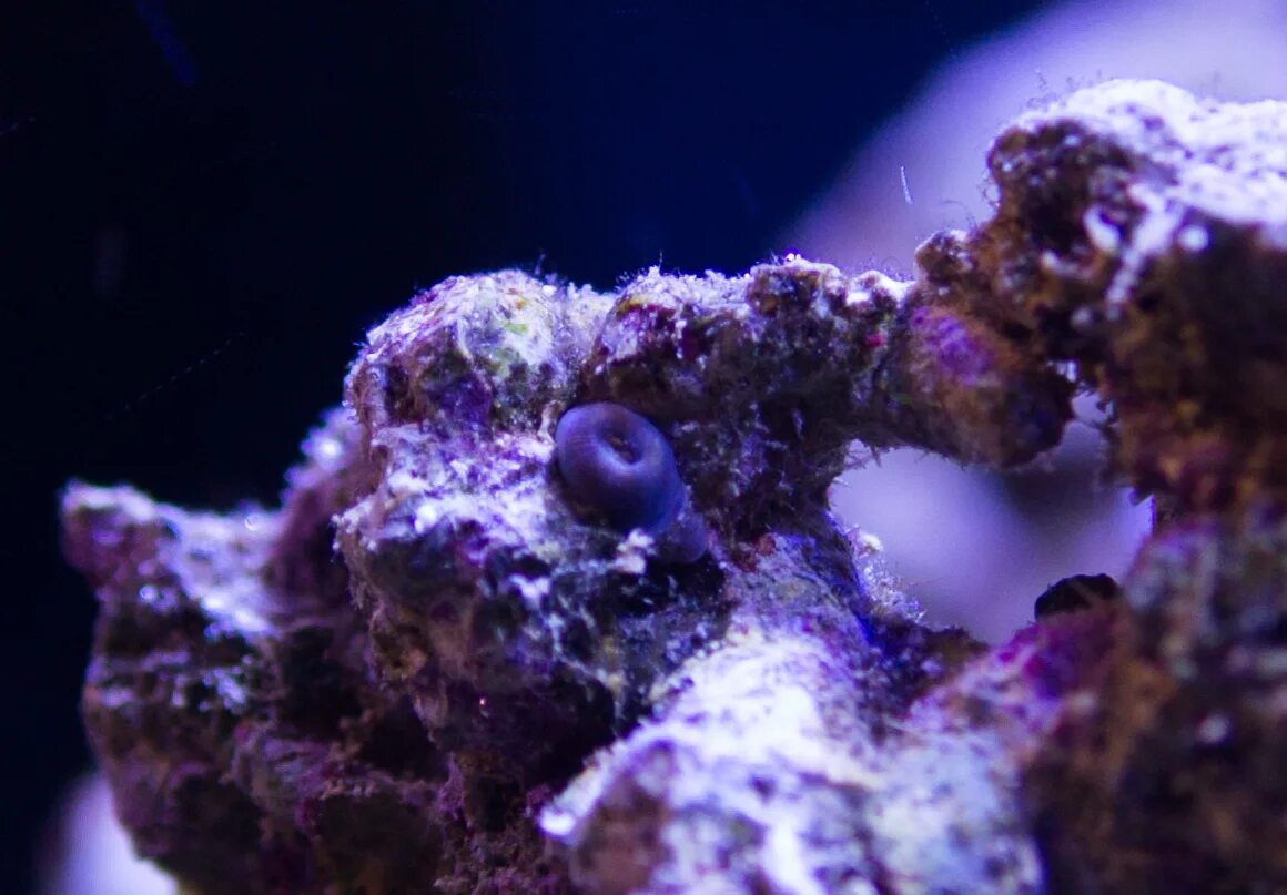 Полипы ростов на дону. Ареал коралловых полипов. Полипы ростов на дону. Кораллы почкование. Полипы морские скалы.