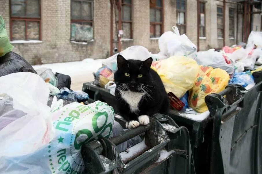 Кошка на помойке. Помойная кошка. Помойная кошка. Помойная кошка. Помойный кот.