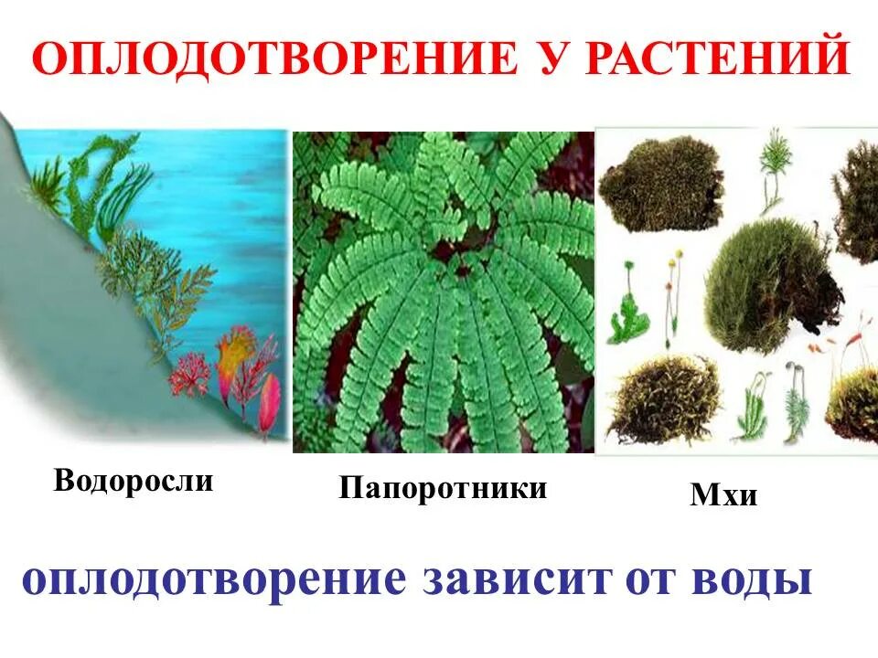 Почему для размножения мхов нужна вода. Оплодотворение папоротникообразных. Оплодотворение папоротника. Папоротник у воды. Примеры мхов и папоротников.