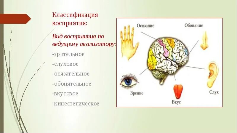 Слуховое восприятие форма восприятия. Формы восприятия - зрительное, слуховое, тактильное.. Зрительные, слуховые, осязательные. Восприятие Высшая психическая функция. Классификация видов восприятия - слуховое, зрительное.