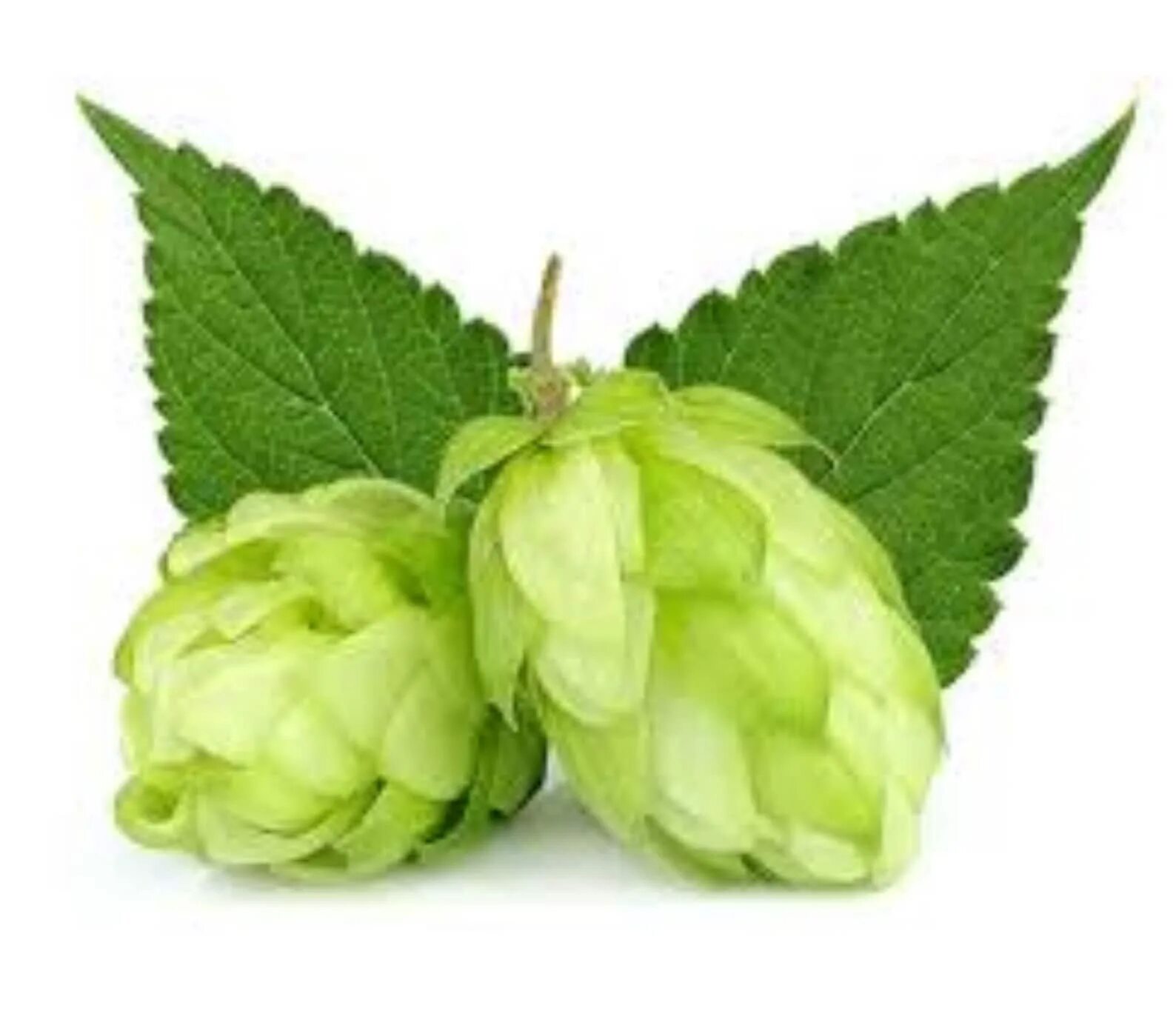 Hop. Chmel. hops.