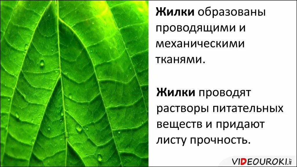 Какой тканью представлены жилки. Жилки листа придают листу прочность. Жилка листа. Функции жилок листа. Что придает прочность жилкам листа.