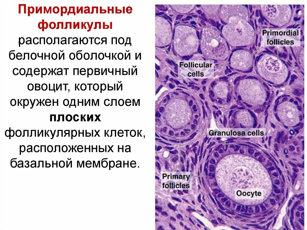 Первичный фолликул яичника гистология. Строение фолликула гистология. Примордиальный фолликул гистология. Примордиальный и первичный фолликул. Находится в фолликуле