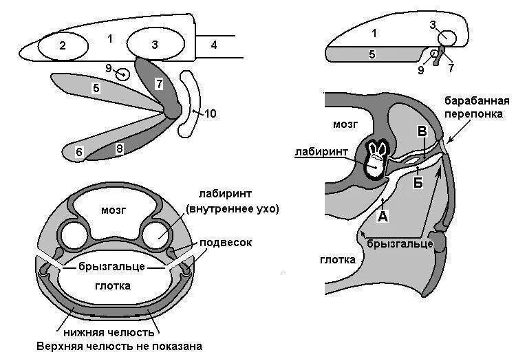 Строение уха рыб. Строение органа слуха у рыб. Строение внутреннего уха рыбы. Внутреннее ухо рыбы строение. Органы слуха у рыб находятся