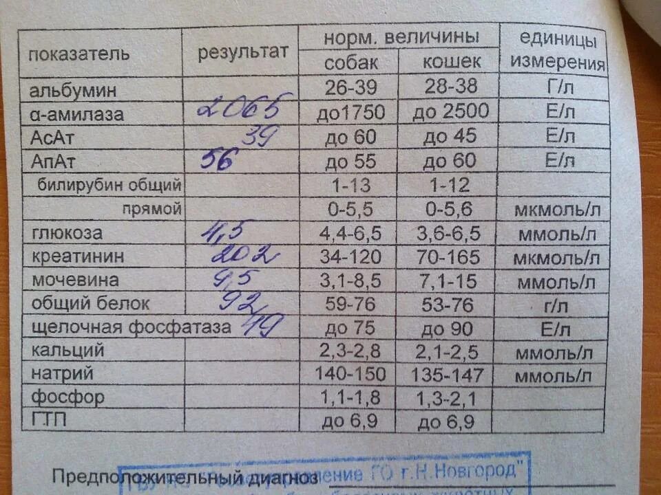 Альфа амилаза понижена в крови причины. Амилаза в крови норма у женщин в биохимическом анализе. Норма Альфа амилазы в крови у детей. Биохимический анализ крови амилаза норма. Альфа амилаза биохимия крови норма.