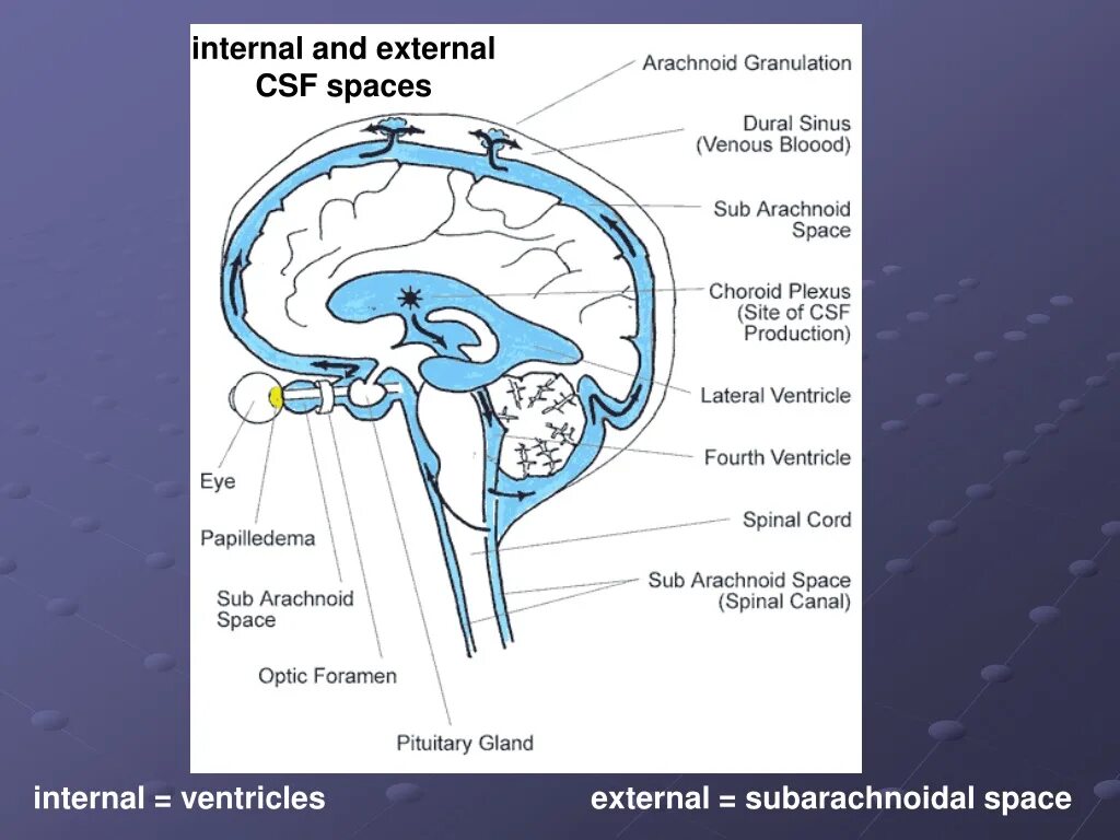 Образования желудочков мозга. Отверстия Люшка и Мажанди. Схема оттока цереброспинальной жидкости. Отверстие Мажанди. Субарахноидальное пространство спинного мозга.