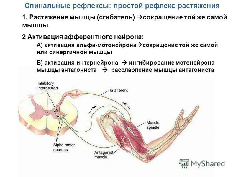 рефлекторная дуга мышц. рефлекторная дуга мышц. донная дуга мышцы. схема рефлекторной дуги болевого сгибательного защитного рефлекса. рефлекторная дуга мышц.