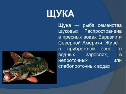 Как пишется слово щука