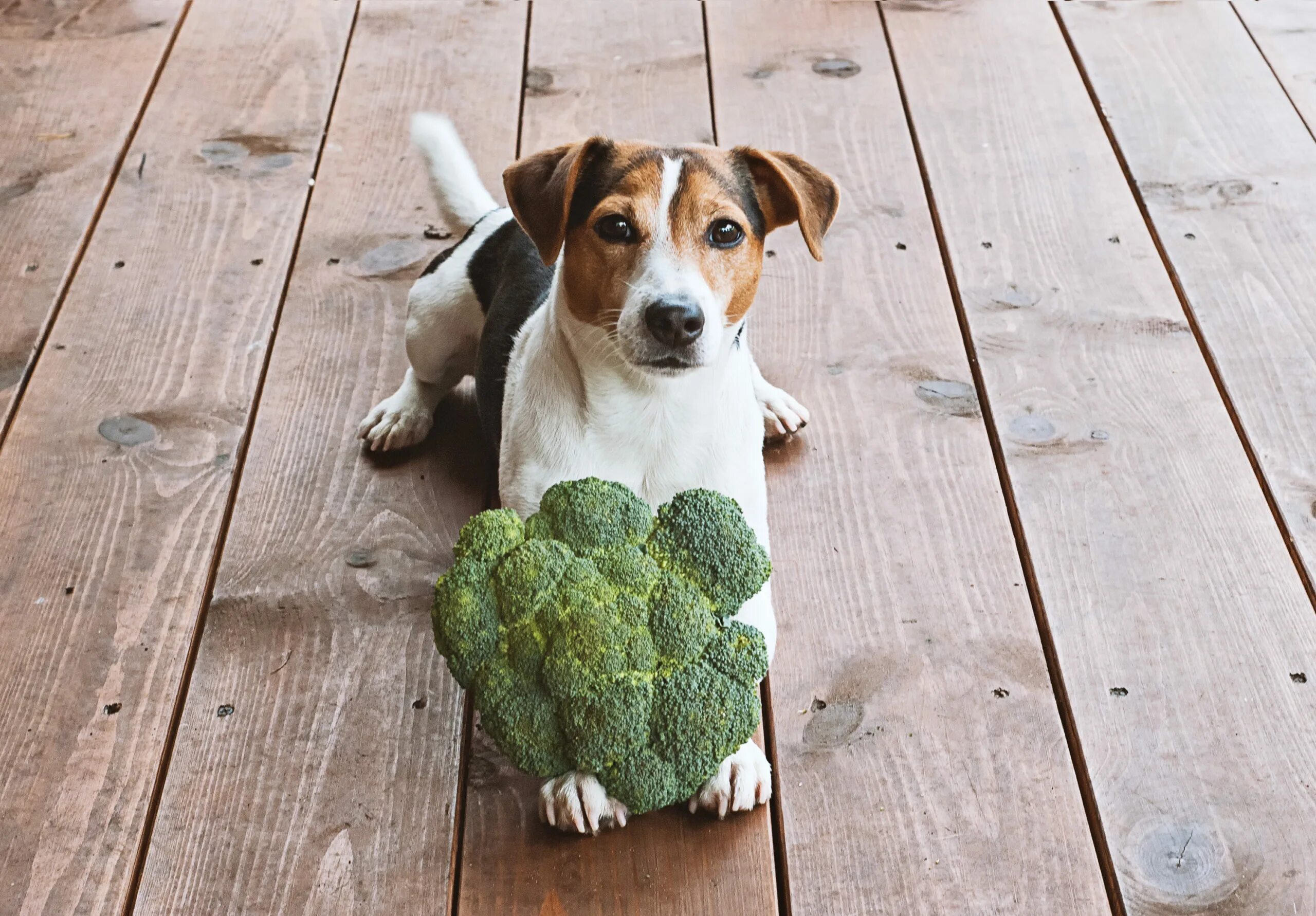 Брокколи собаке. Джек Рассел и брокколи. Собака брокколи. Овощи для собак. Собака ест зелень.
