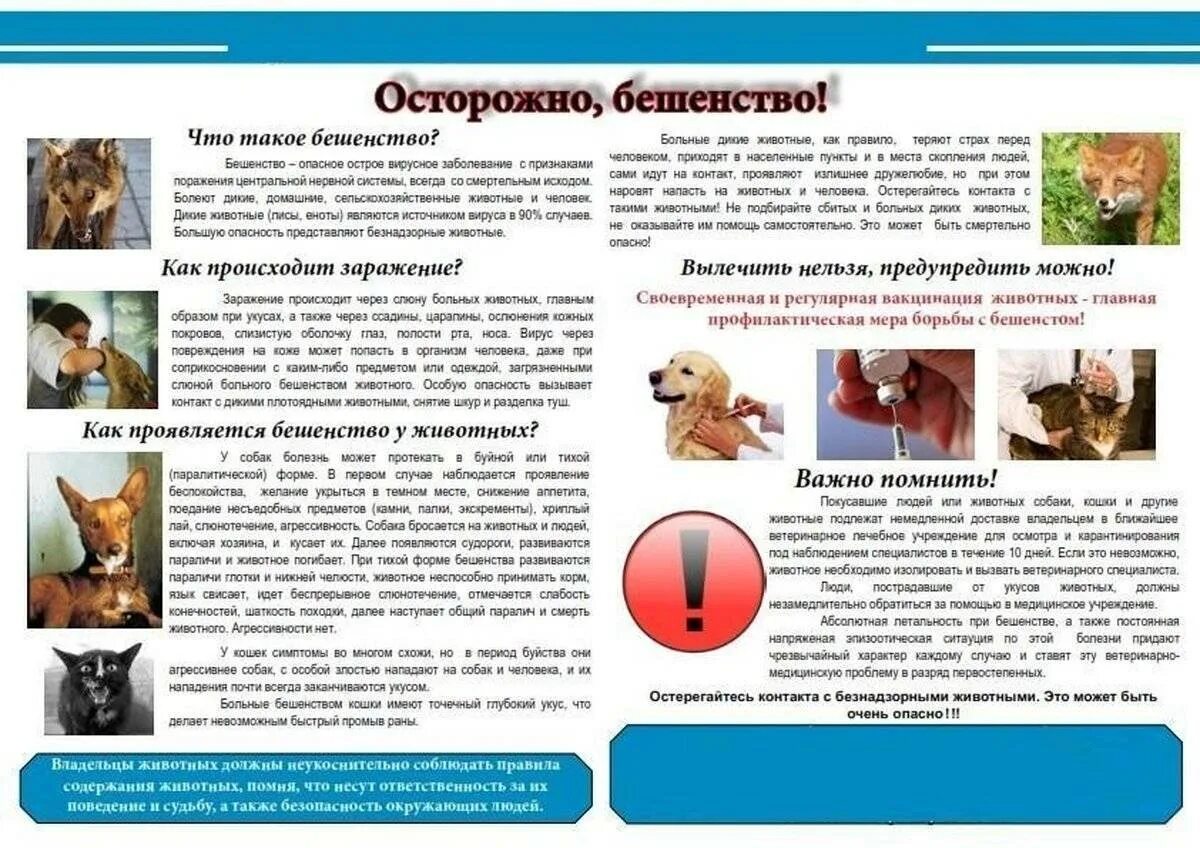 Профилактика бешенства. Памятка по профилактике бешенства для населения. памятка по бешенству животных для населения. буклет профилактика бешенства. буклет бешенство животных.