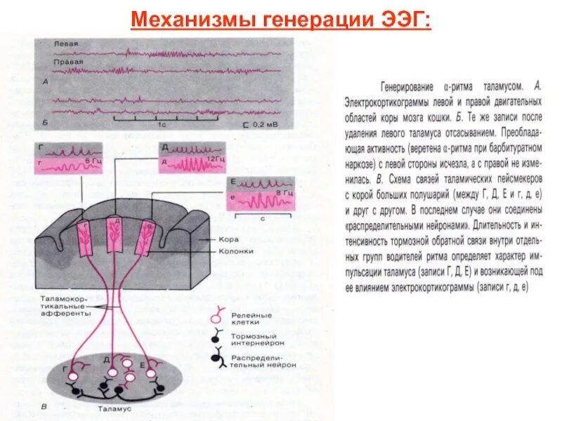 Судорожный синдром этиология. Генерация потенциала действия. Судорожные состояния механизмы развития. Механизмы генерации электроэнцефалограммы. Механизм формирования потенциала действия.
