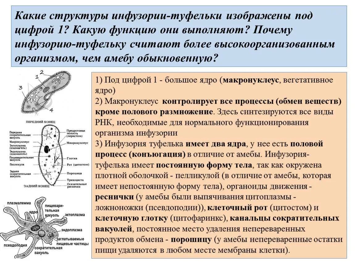 Жизненные функции клеток