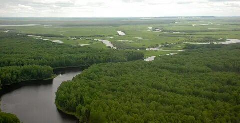 Урман асты