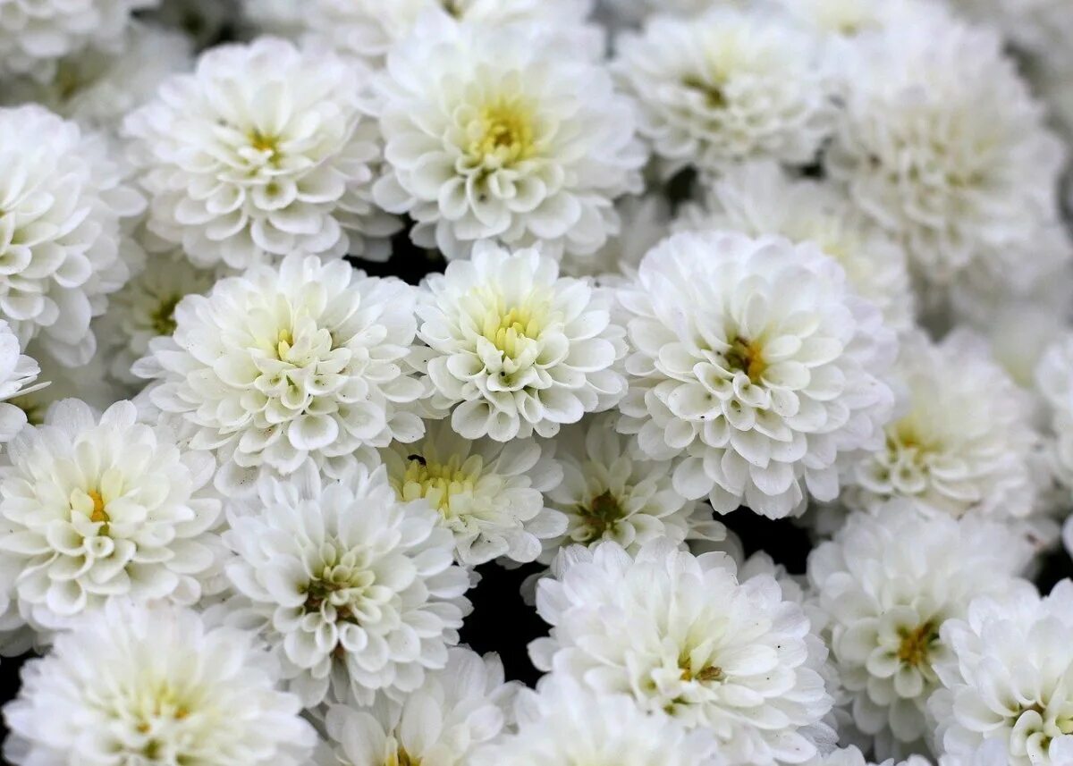 Chrysanthemum Baltica Chrysant