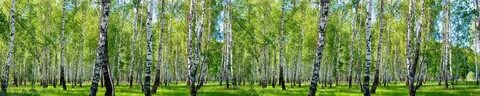 Березовая роща иркутск каталог