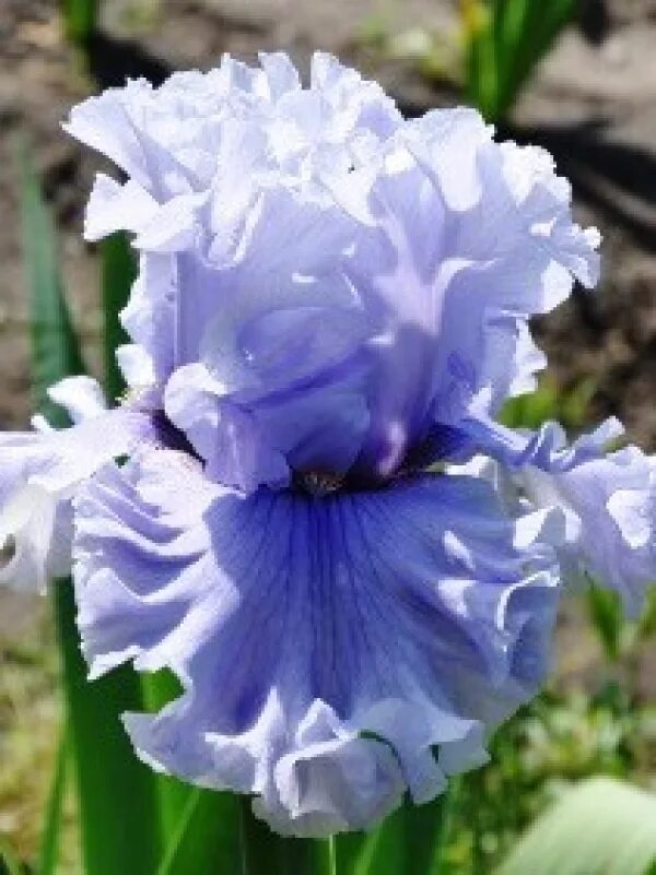 ирис tropical passion. Iris lust. ирис блэк найт. Iris lust. ирис unspoken passion.