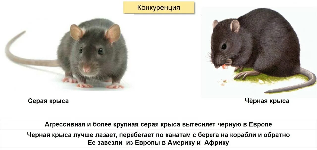 Как понять крыса или мышь. Мышь и крыса отличия. черные крысы и серые отличие.