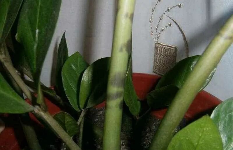 Почему у замиокулькаса стебли. Почему у замиокулькаса стебли. Антракноз у замиокулькаса. Замиокулькас стебель. Почему у замиокулькаса стебли.