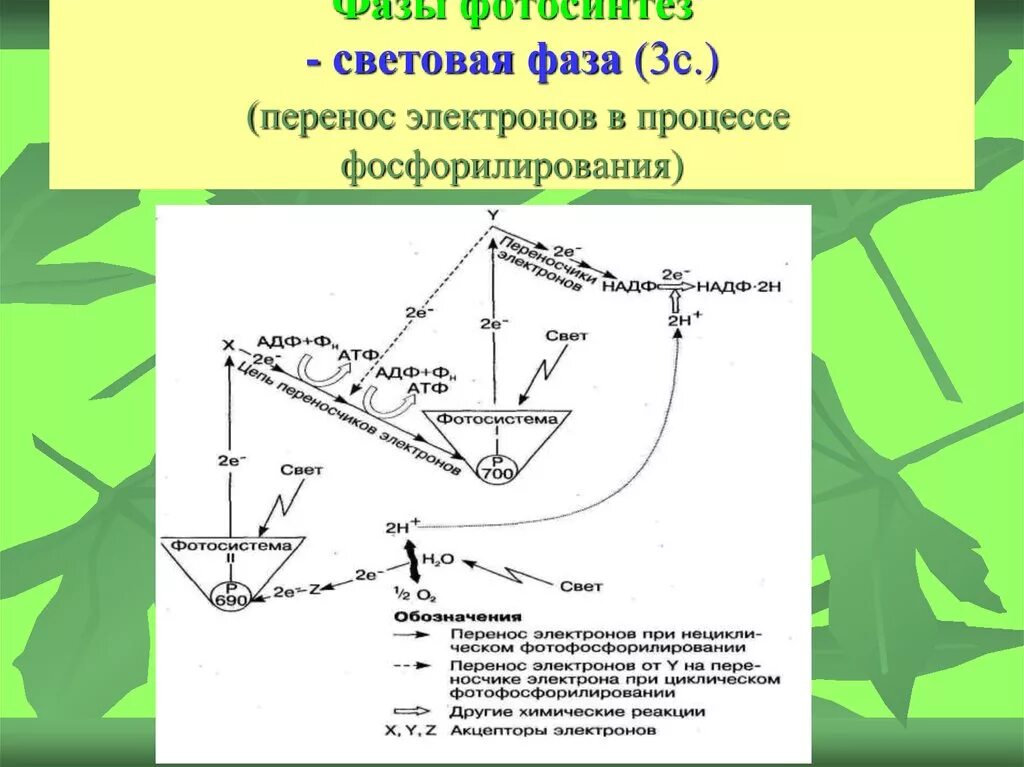 Световая фаза последовательность процессов. Световая фаза фотосинтеза схема. Световая фаза фотосинтеза 10 класс. Схема световой фазы фотосинтеза 10 класс. Фотосинтез порядок схема.