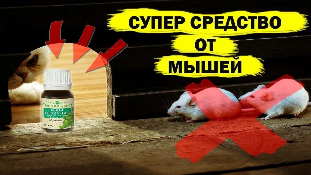 Какой запах отпугивает мышей. Средство от мышей в доме. народные средства от мышей в доме. лучшее средство от мышей в квартире. эффективное средство от мышей в частном.