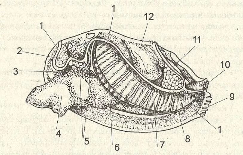 Двустворчатые моллюски строение. Двустворчатые моллюски внутреннее строение. Внутреннее строение строение двустворчатого моллюсков. Двустворчатые моллюски строение Мидия.