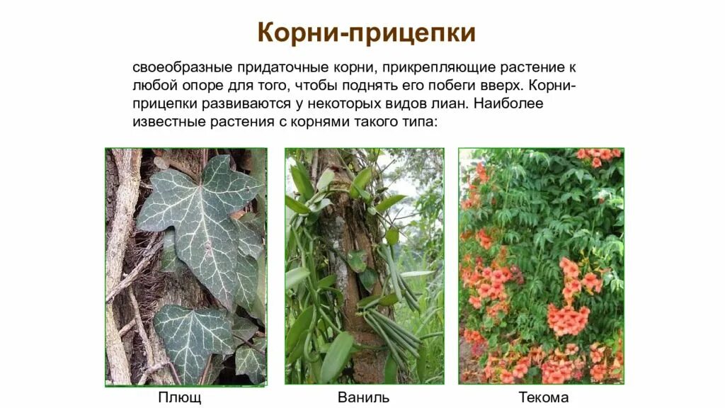 Корни прицепки функции. Корни прицепки плюща. корни лианы прицепки. корни прицепки винограда.