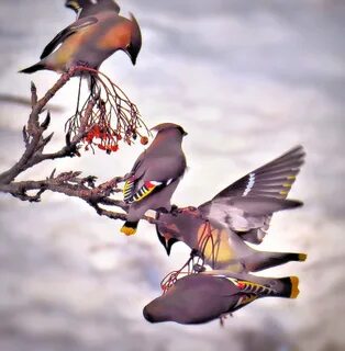 Arriving birds