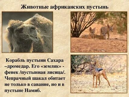Окружающий мир 4 класс в пустыне африки