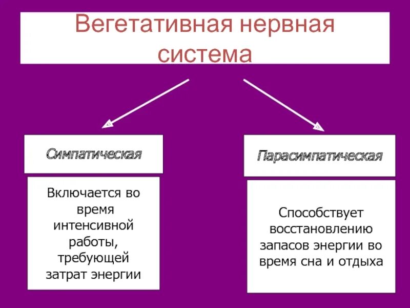 По функции вся нервная система подразделяется на. Классификация вегетативной нервной системы. вегетативная нервная система классификация функции. функциональная классификация вегетативной нервной системы. классификация вегетативной нервной системы кратко.