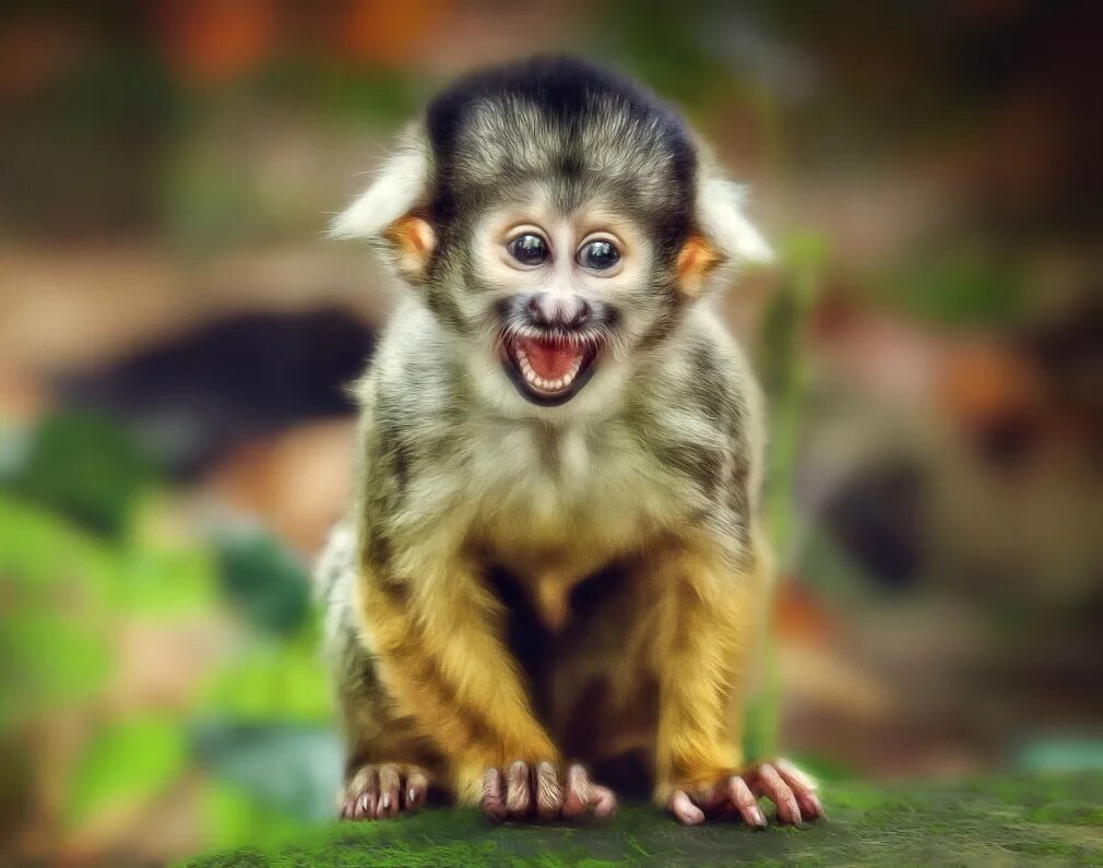 Про улыбающихся зверят. Улыбающиеся животные. Улыбка животных обезьяны. Обезьяна улыбается. Радостная обезьяна.