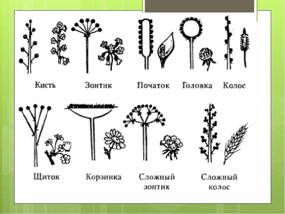 Сложный початок. Соцветие сложный зонтик биология схема. Соцветие зонтичных схема. Схема соцветия щиток. Соцветие сложный Колос схема.