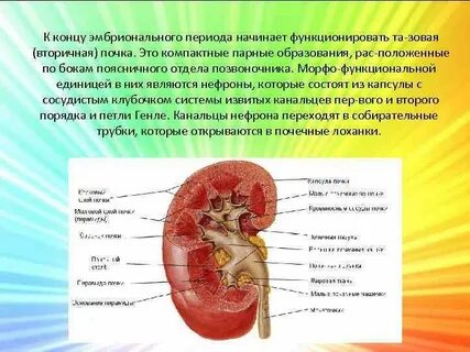 Вторичная почка