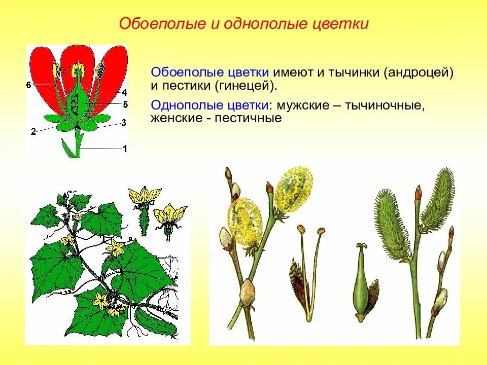 Признаки обоеполых. Однополые и обоеполые цветки. Двудомное; цветки обоеполые. Двудомный обоеполый. Обоеполые цветки и однополые цветки.