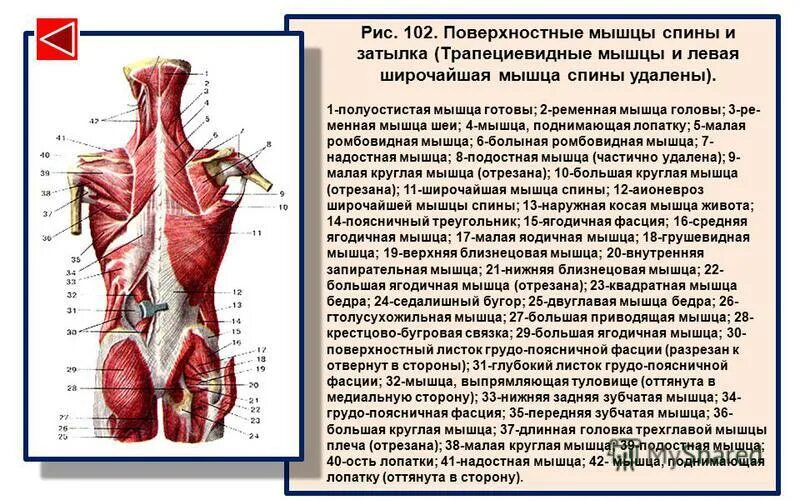 Анатомия поверхностных мышц. Мышцы спины. мышцы спины поверхностный слой. поверхностные мышцы спины. поверхностные и глубокие мышцы.