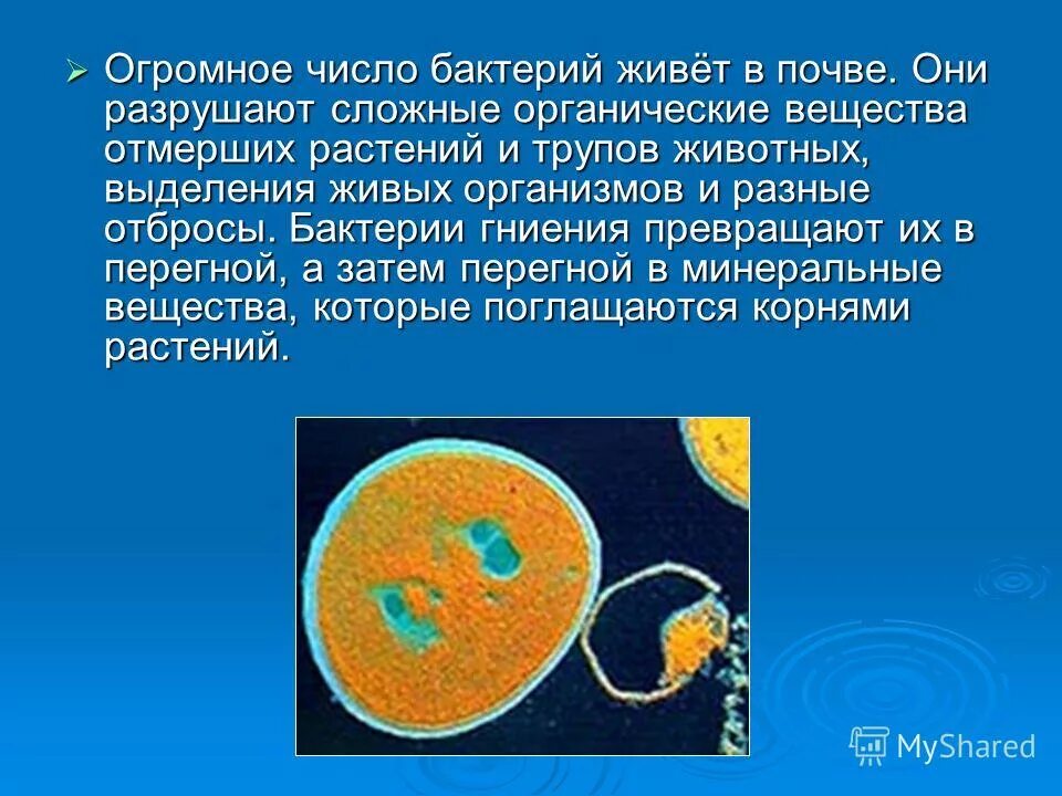 Роль бактерий гниения в природе. Почвенные бактерии и бактерии гниения 5 класс. Бактерии которые обитают в почве. Микроорганизмы живущие в почве. Микроорганизмы гниения.