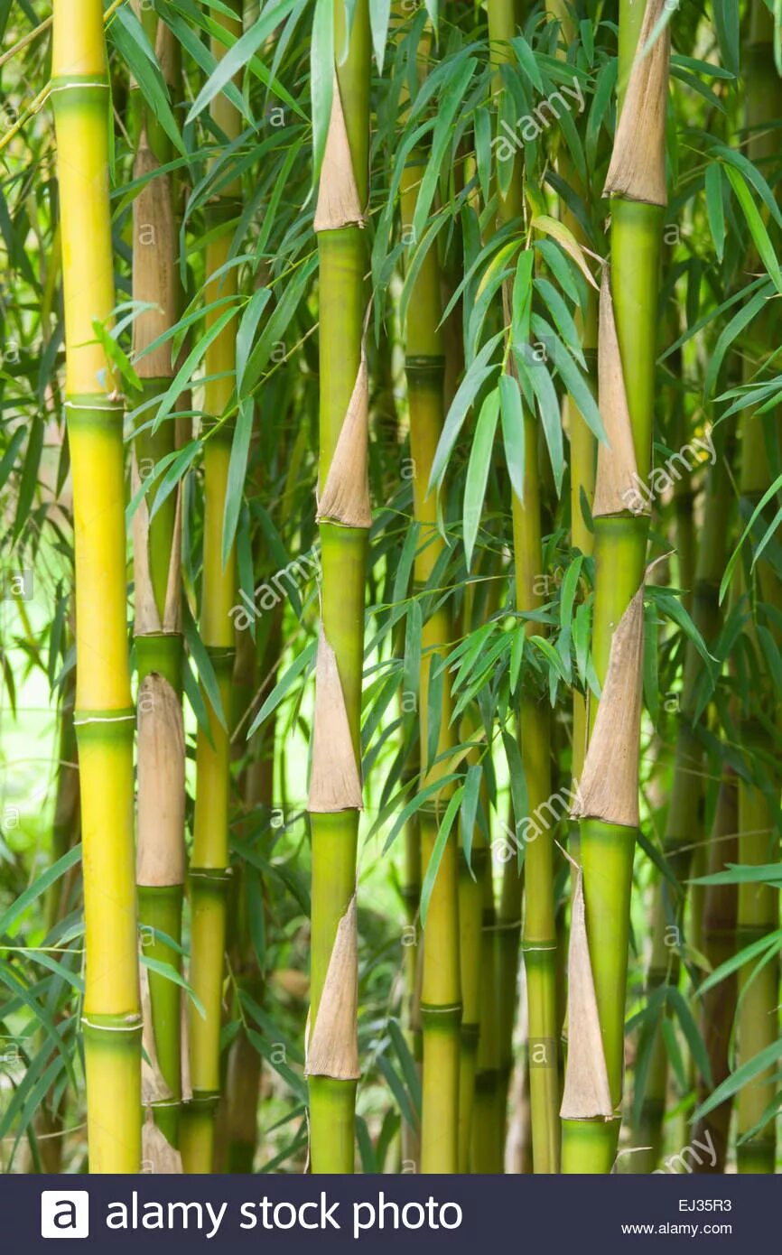 Японский бамбук мадаке. Бамбук в евразии. Phyllostachys bissetii. Семейство растения бамбук. Мексиканский плакучий бамбук.