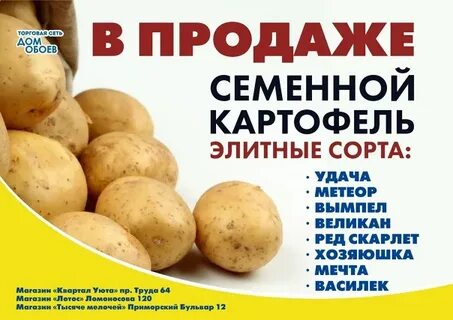 Картофель элита