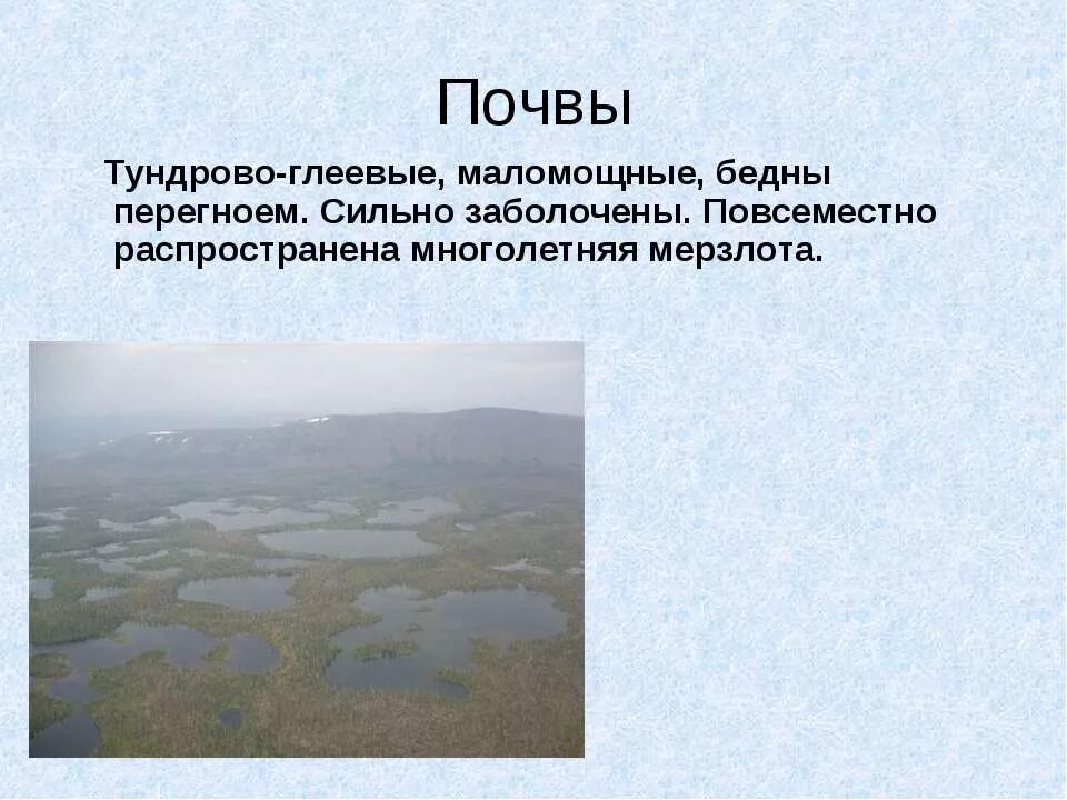 Почвы малоплодородны и сильно заболочены короткие