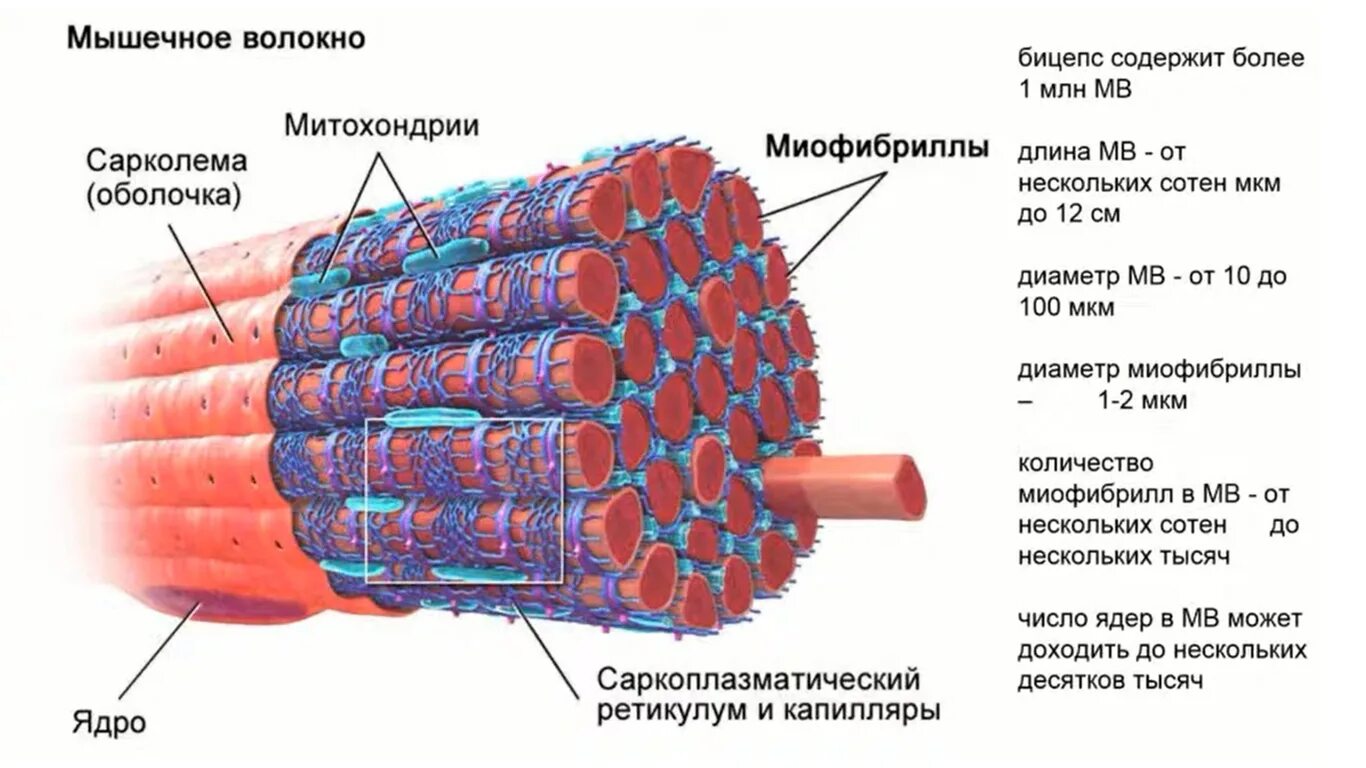 Мышечное волокно это. Саркоплазматический ретикулум мышечного волокна. Мышца состоит из миофибрилл. Быстрые и медленные мышечные волокна. Из чего состоит мышечная ткань.