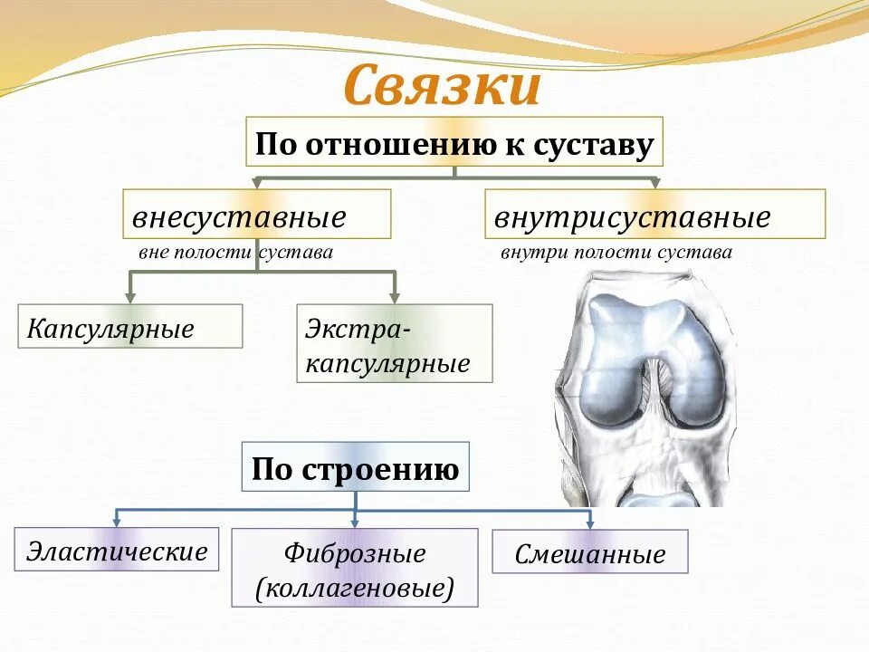 Внесуставные связки. Строение связок. Связка (анатомия)