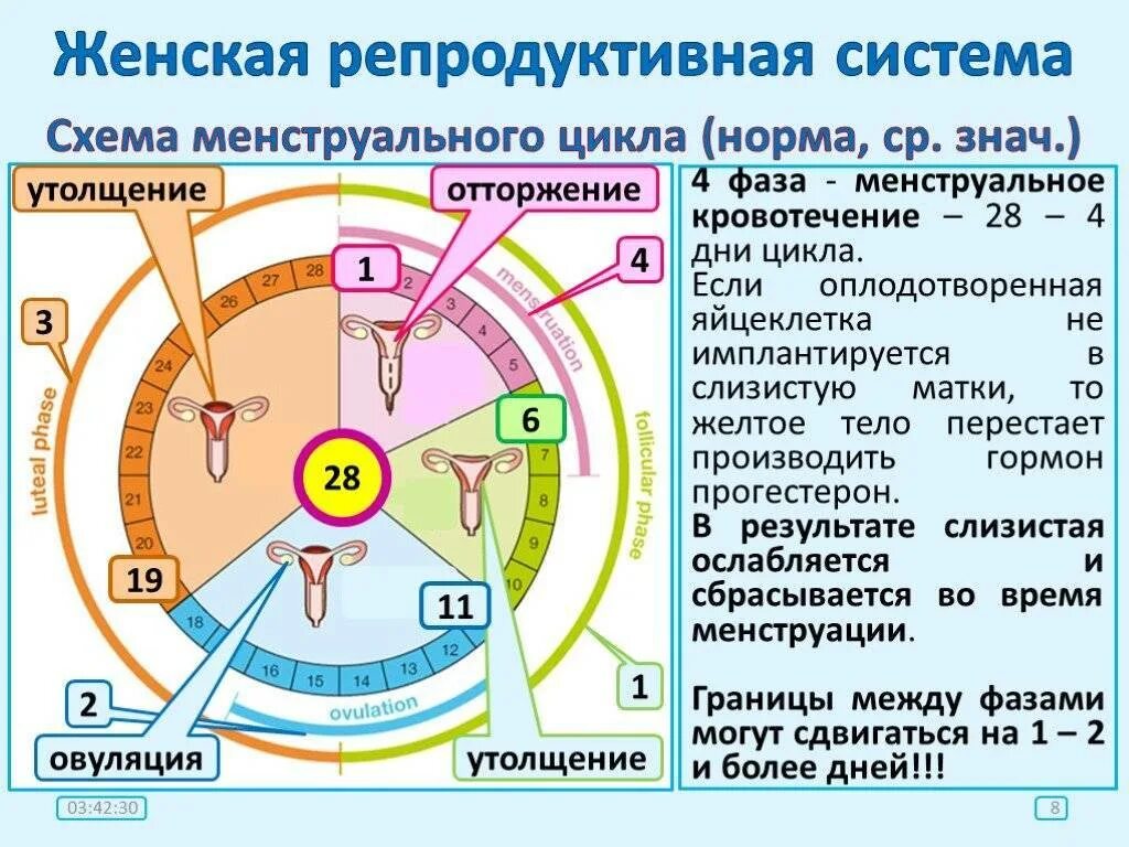 Когда начинается овуляция и сколько длится