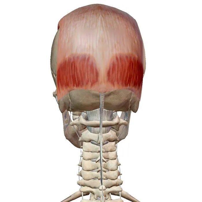 Кость на затылке. Надчерепная затылочная мышца головы. Надчерепная мышца- musculus epicranius. Поперечная выйная мышца головы. Затылочно лобная мышца анатомия.