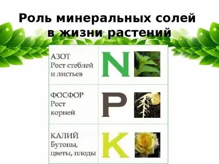 Роль минеральных веществ в жизни растений