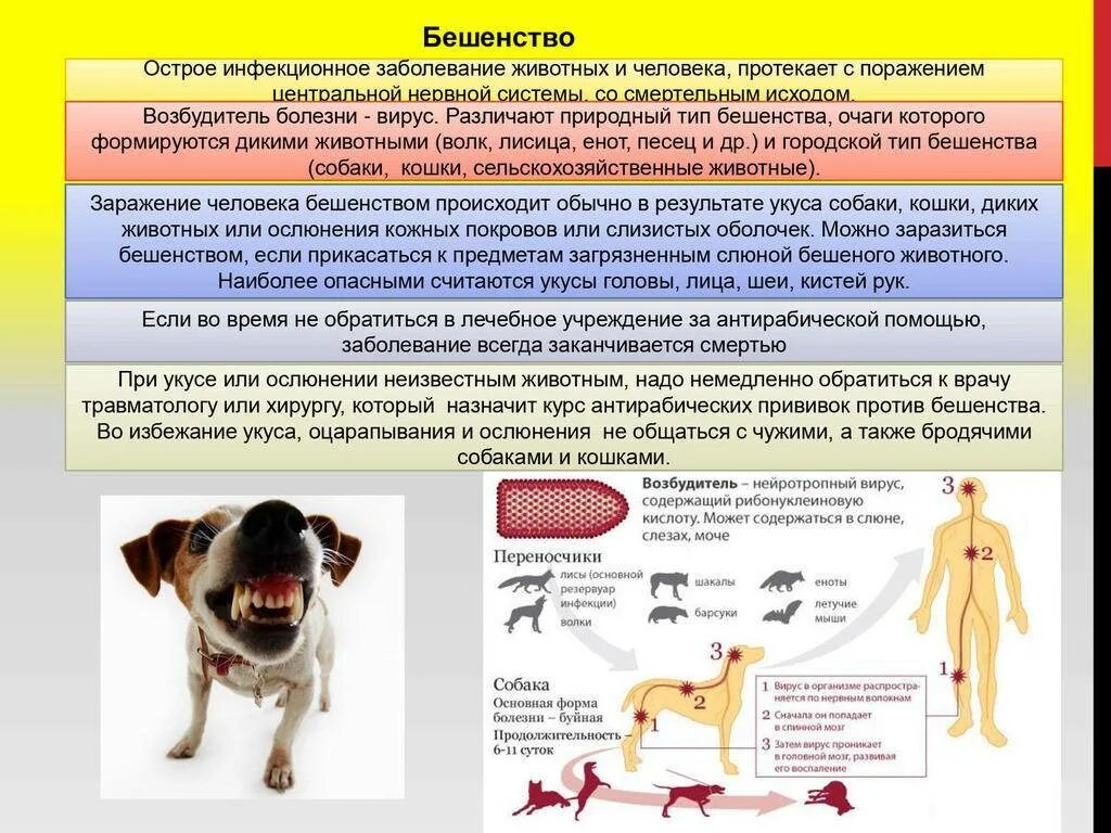 Бешенство через сколько после укуса. Инфекционные болезнитживотных. Инфекционные болезни животных. Заразные болезни животных.