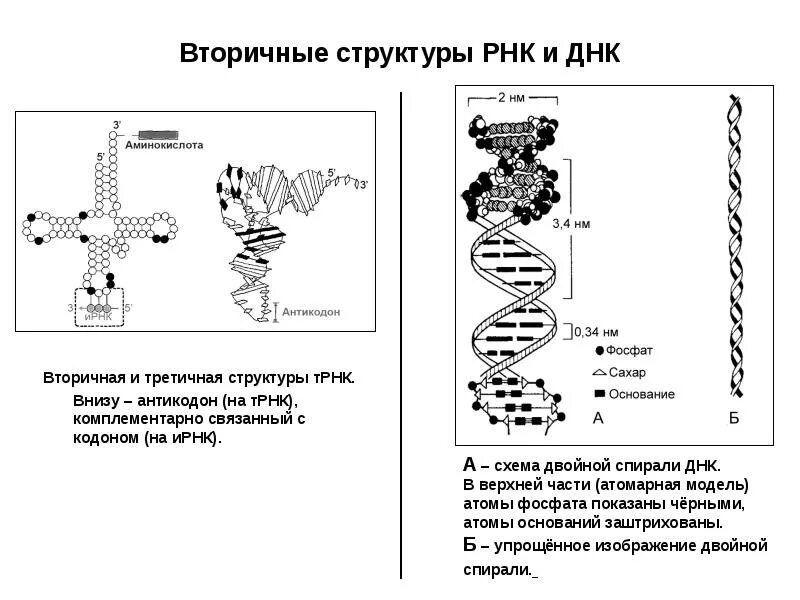 Рнк и днк относится к. Структуры рнк первичная вторичная и третичная. схема первичной структуры рнк. первичная вторичная третичная структура днк и рнк. вторичная и третичная структура днк и рнк.