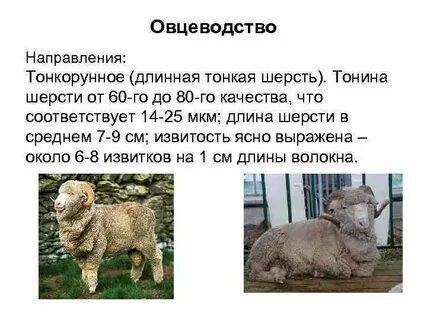 Направления овец