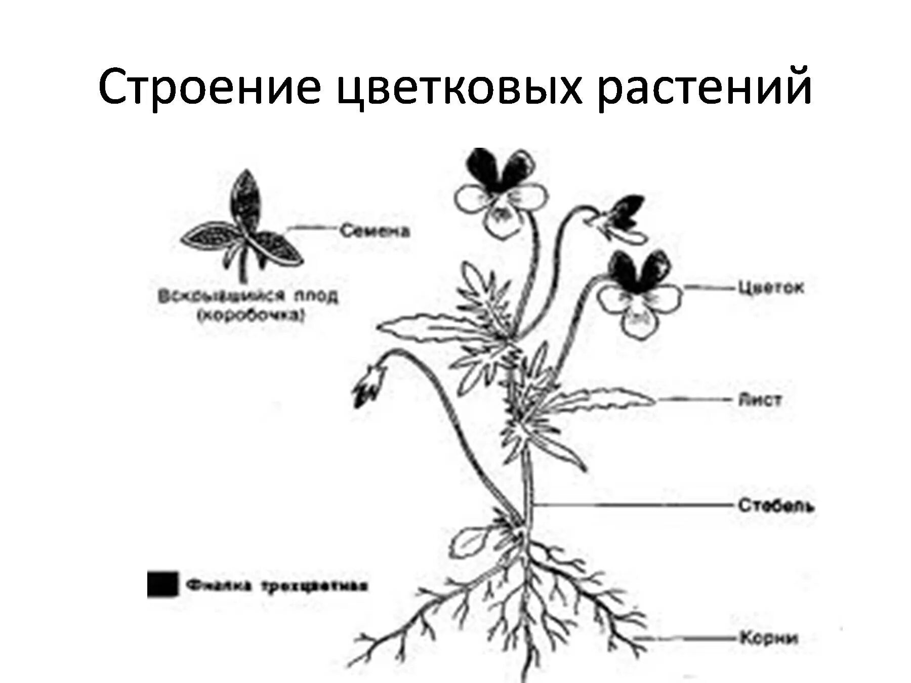 Внешнее строение растений 5 класс. Схема строения цветкового растения. внешнее строение цветкового растения схема. внешнее строение цветкового растения. однолетние цветковые растения строение.