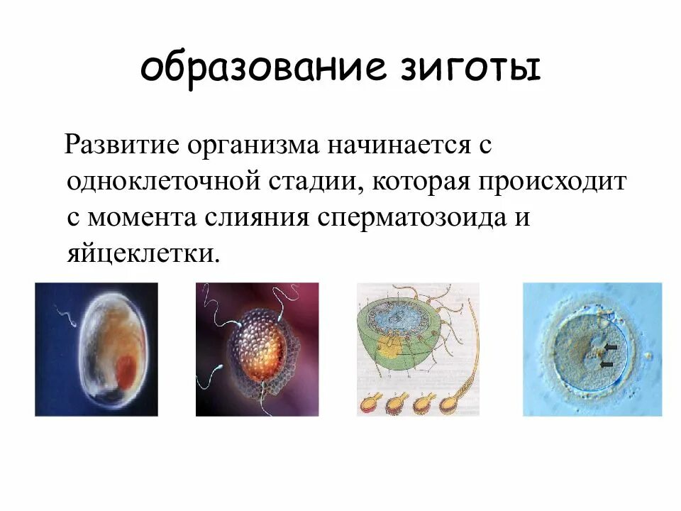 Образование зиготы. Процесс образования зиготы. Образование зиготы как происходит. Стадии развития организма.