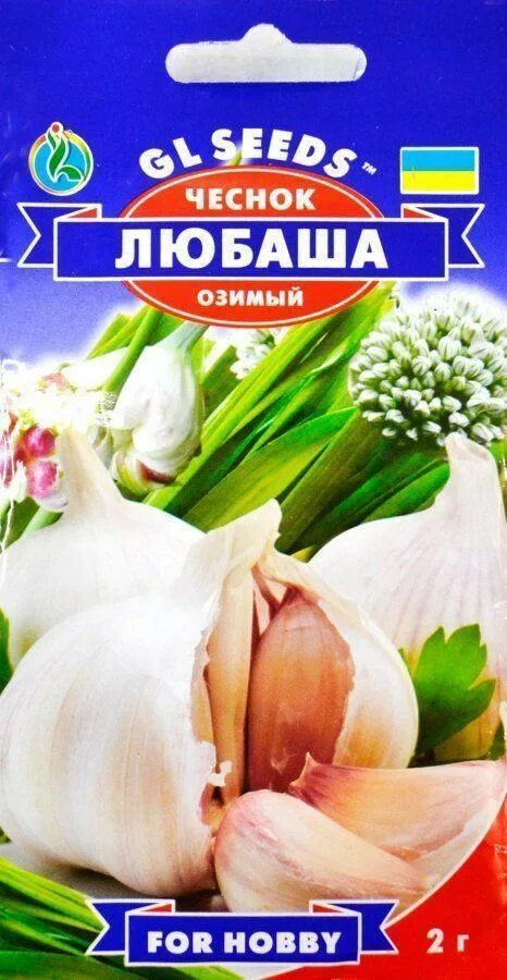Однозубка озимый чеснок. Семена любаша. Чеснок однозубка семена. Бульбочки чеснока любаша. Семена чеснока озимого.